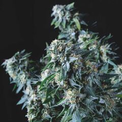 Amnesia Gold Reg, Фасовка: 7